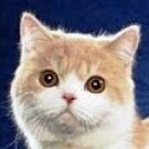 emiliapiechaczek avatar