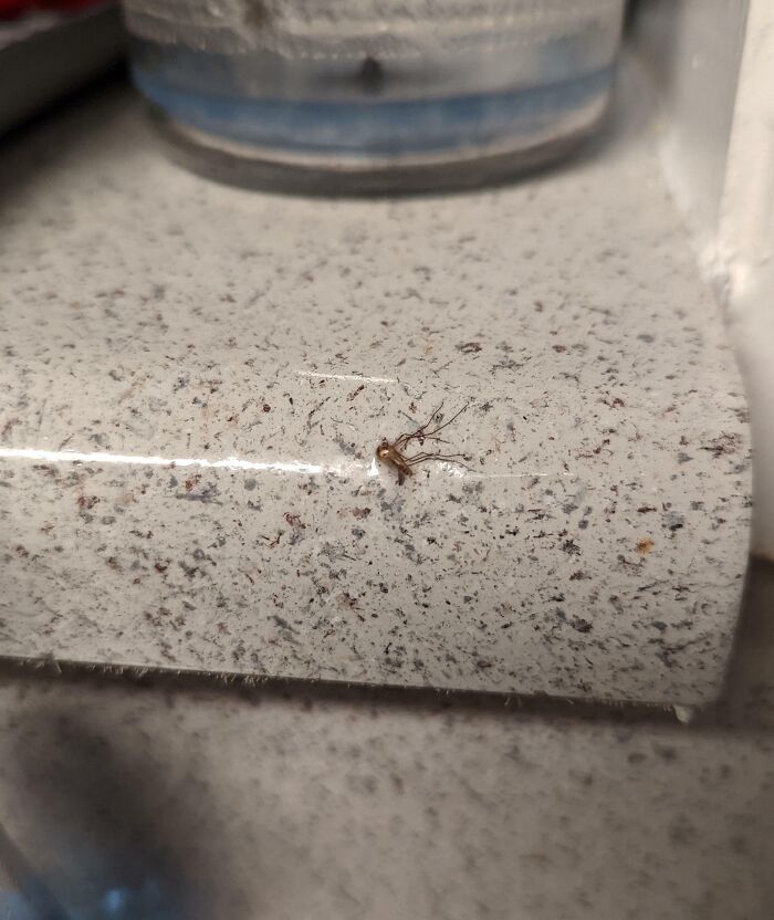 Landlord Renovation Special, Mosquito Sealed Under Countertop Epoxy