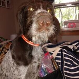 amandapainter64 avatar