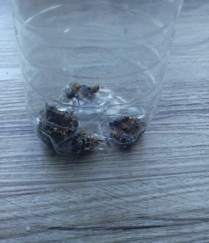 25 Bees Since I Woke Up At 8 And They Don't Stop Coming. My House Is Fully Closed And They Still Find A Way In, My Landlord Said "Learn To Live With Them"