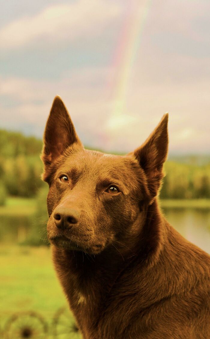 El perro de mi novia y un arco iris
