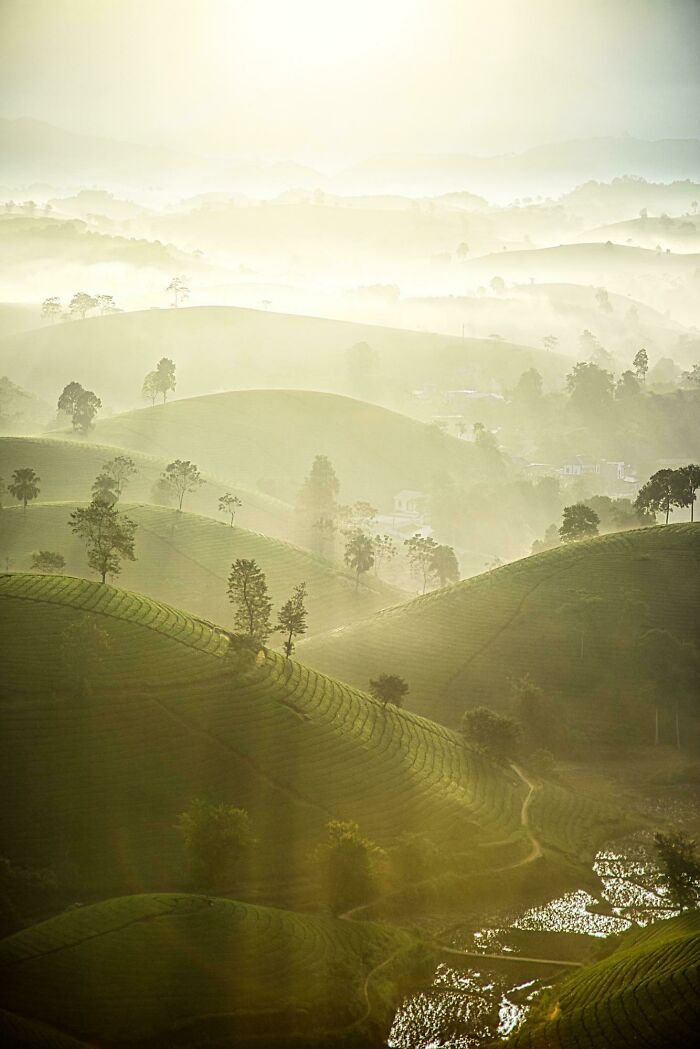 Colinas con cultivos de té en una mañana neblinosa