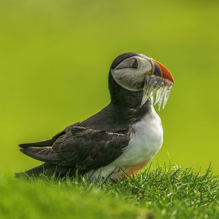 ITAP Of A Puffin In The Sun