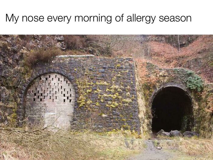 Nose allergy in the morning meme