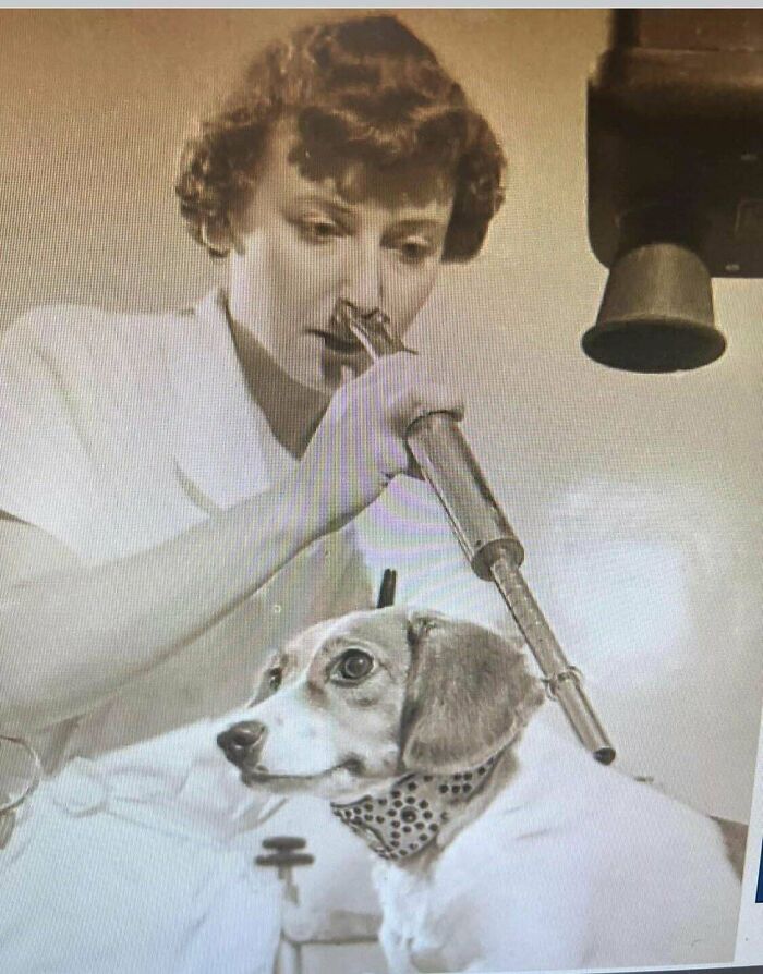 What Is This Long Metal Device That Appears To Be 2 Feet Long That Is Touching The Lady’s Nose And Hovering Over The Dog? It Is A Pic From The 1950s And Was Found On Ebay. No Information Given On The Site