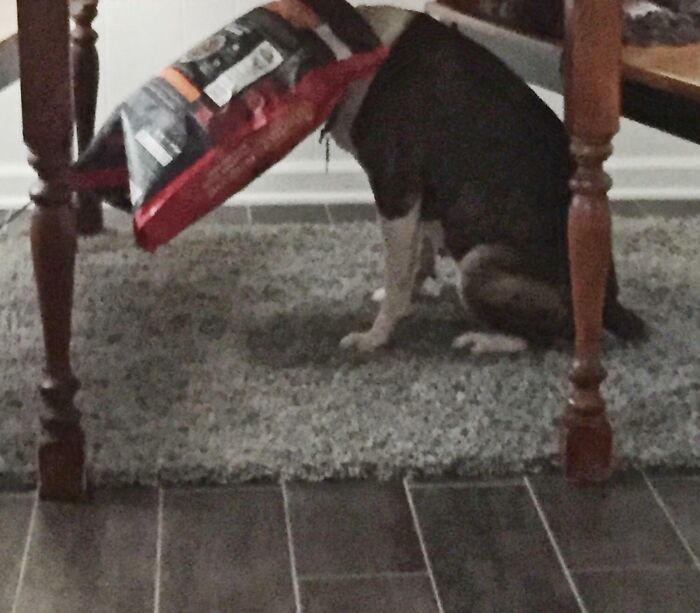 Our Dog, Thor, Got Into The Other Dog's Food, But Got His Head Stuck In The Bag When He Couldn’t Get Out From Under The Table