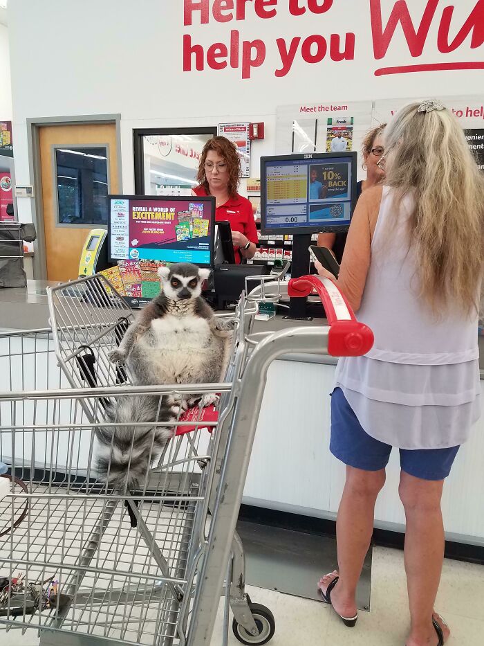 Saw This Lemur At A Local Grocery Store
