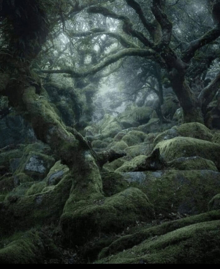 Wistman's Wood In England Is An Age-Old Forest That Has Been Allowed To Grow Naturally Without Human Intervention Or The Influence Of Large Animals