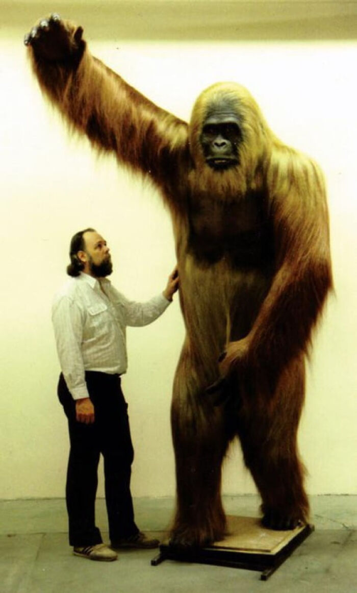 Gigantopithecus, A Now Extinct Genus Of Apes, Roamed The Earth From Around 2 Million Years Ago Until As Recently As 100,000 Years Ago. The Fossil Evidence Indicates That It Held The Distinction Of Being The Largest Primate Species Known To Have Existed. Heights: Up To 3 Meters, Weight: 540-600 Kg