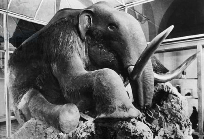 The 6.6 Ton Berezovka Mammoth Was Found In The Tundra, Frozen Into The Permafrost Of Siberia