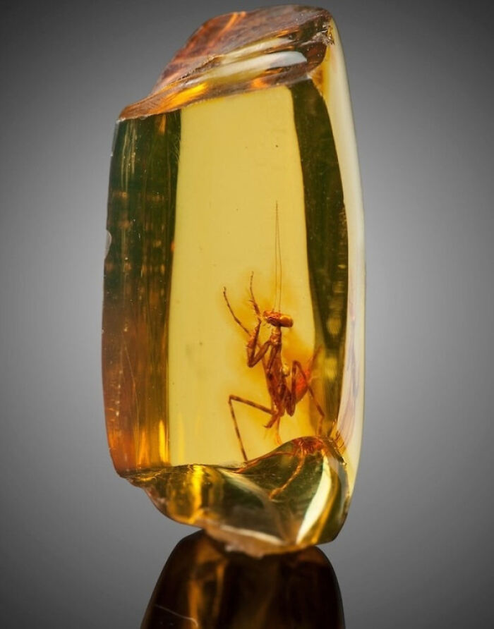 The Amazing Praying Mantis Embedded In This Precious Amber, Just Over A Couple Of Centimetres, Has Been Preserved, Resisting Time, For More Than 30 Million Years