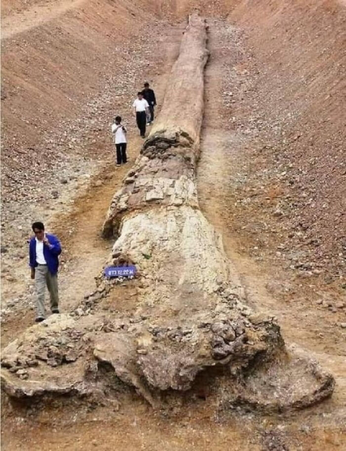 A Fossil Tree Was Found In Northern Thailand Measuring 72.2 Meters, Indicating That The Original Tree Was Over 100 Meters High And Has Been In A Moist Tropical Forest For About 800,000 Years