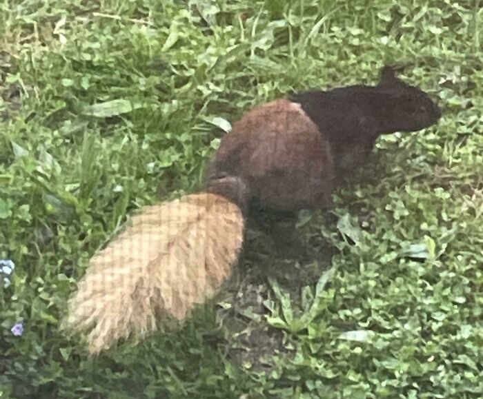 There Is A Squirrel With 3 Different Colors In Their Fur That I See In My Backyard Every Day