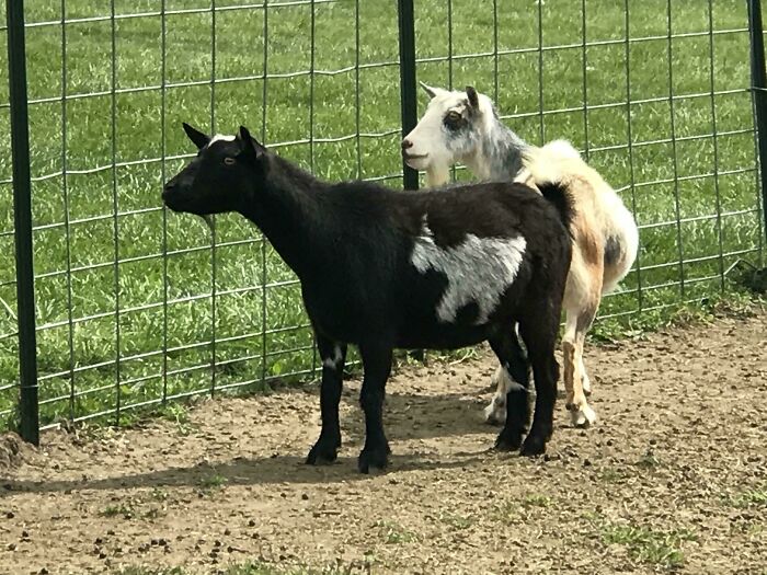 This Goat Has A Goat On Its Goat Fur... Goat