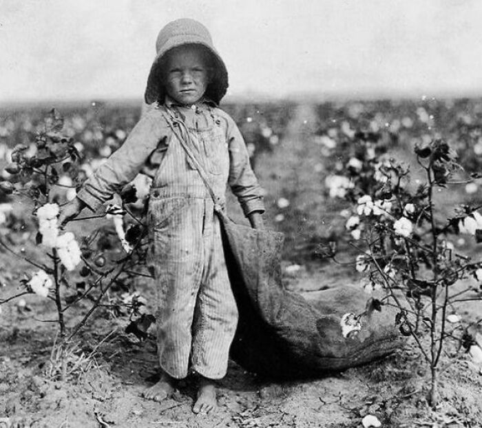 Harold Walker de 5 años, recogía entre 9 y 11 kilos de algodón al día. Oklahoma, 1916