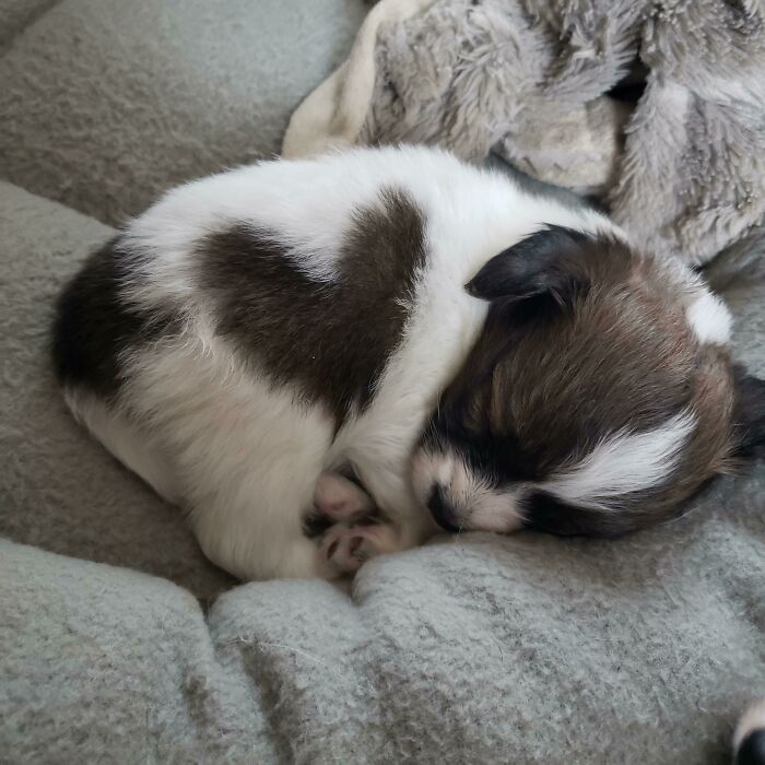 Four-Week Old Papillon Has A Heart-Shaped Marking