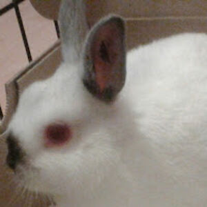 abbystar_clydestarmason avatar