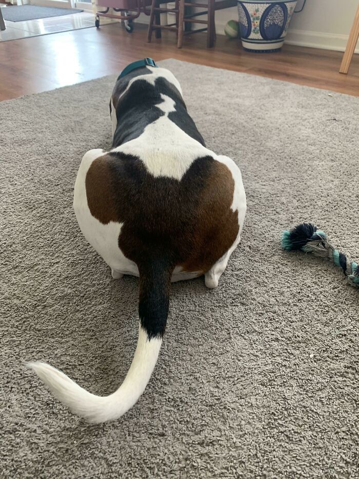 My Dog’s Marking Resembles An Elephant