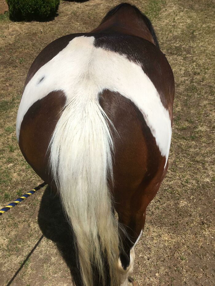 My Horse Has A Bird-Shaped Paint Mark And Her Tail Is The Bird's Tail, Hence Her Name “Dove”