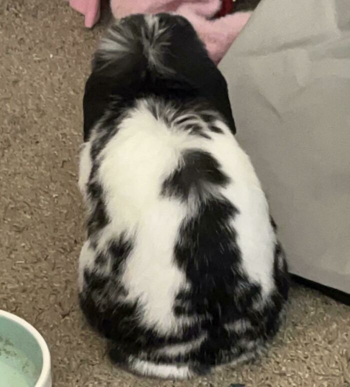 My Bunny’s Fur Pattern On His Back Looks Like Him Sitting