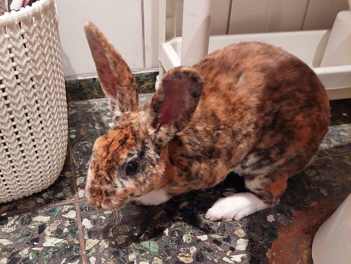 I’m Wondering If This A Common Coat Pattern In Rabbits And What It’s Called. I Took Him In From Outside And Am Trying To Locate His Owner
