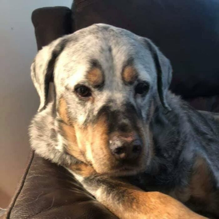 My Parents' Rottweiler's Black Fur Has Turned Mostly White Due To Vitiligo