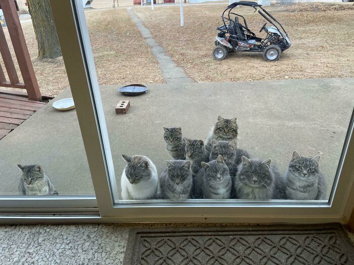 My Mom Is A Caretaker For A Woman Who Takes Care Of Barn Cats. This Is Her View Every Morning