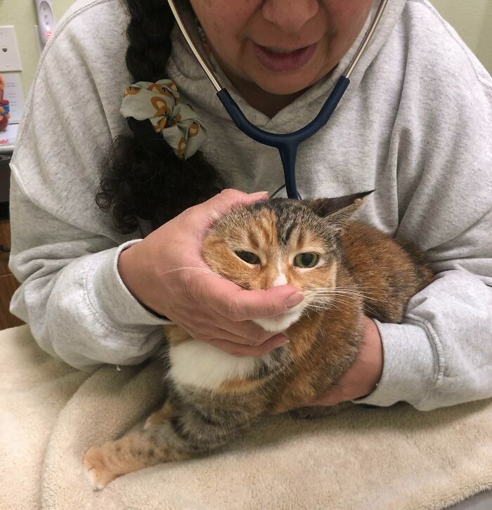 My Cat Is Unbothered By Everything And Adores New Places And People. Today At The Vet’s Office She Was Purring So Loud The Doctor Couldn’t Hear Her Heartbeat