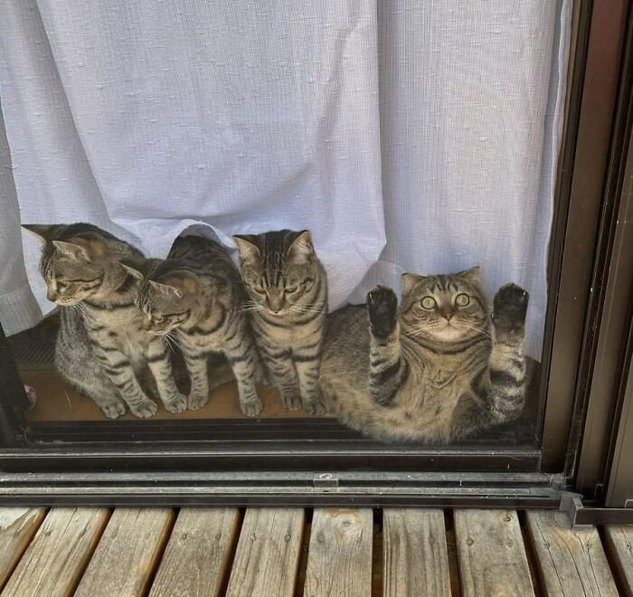 Let Meow Out