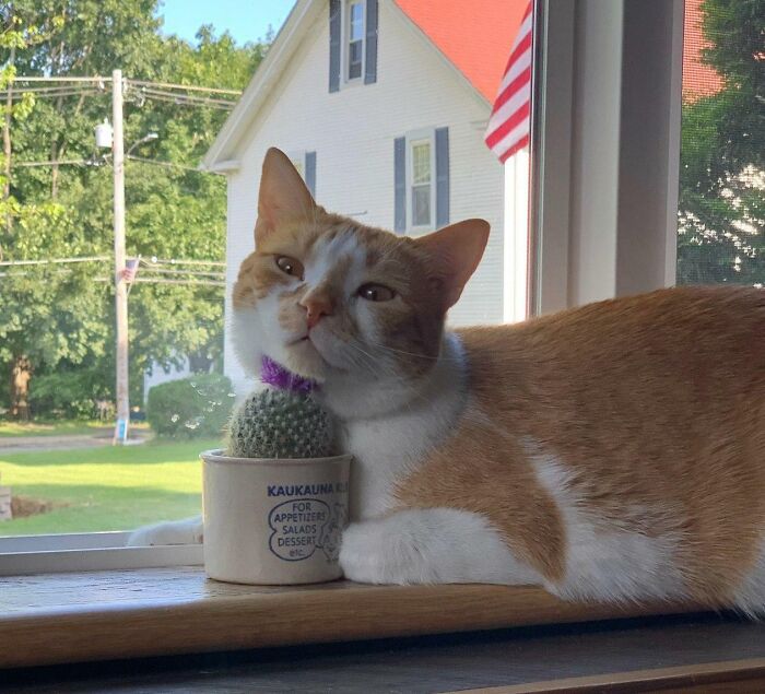 My Dad Bought A Cactus To Discourage Mingus From Getting On The Counter. Here's Mingus With The Cactus