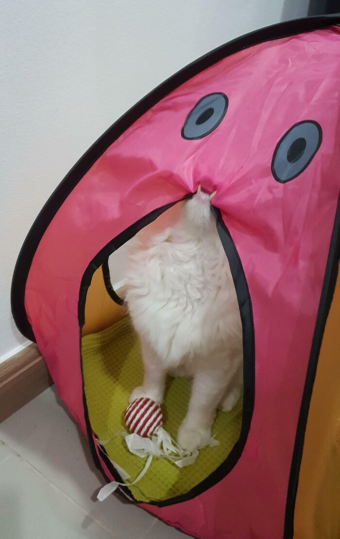 Got My Cat A Tent, I Think He Likes It