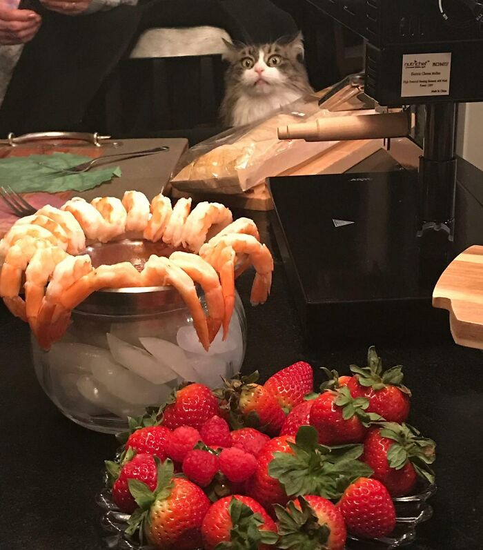My Mother-In-Law's Cat Is Obsessed With Shrimp. She Makes This Face Whenever There Is Shrimp On The Table