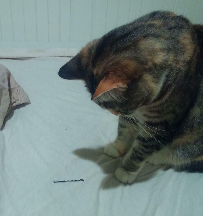 Just Started Dating A Girl After Being Single For A Long Time. My Cat Was Transfixed By The First Sight Of A Bobby Pin