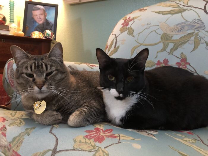 While, Strictly Speaking, Not An Entirely Black Cat, Here’s My Pizzazz And Her Tabby “Sister”, Claudia. They’re My Greatest Joys