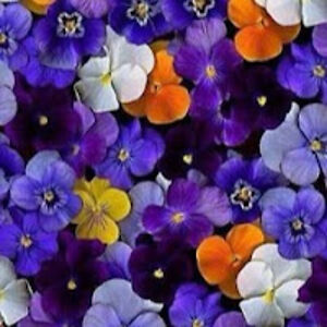 isabelaoliveira avatar