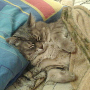 pavlovapolina16 avatar