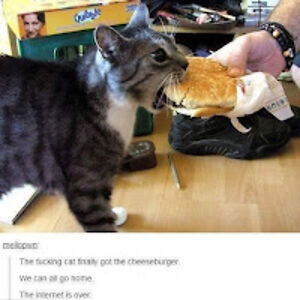 annflorcoskykat322 avatar