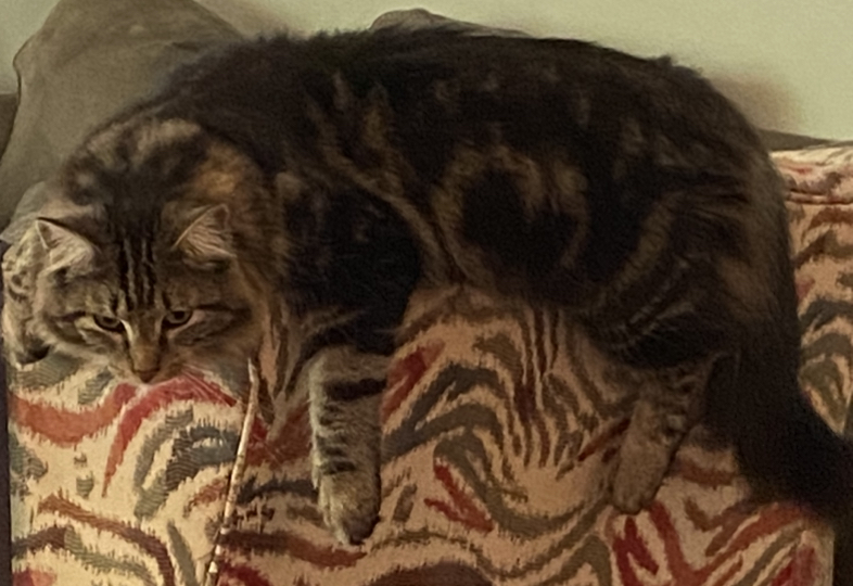 What’s The Weirdest Picture Of Your Pet?