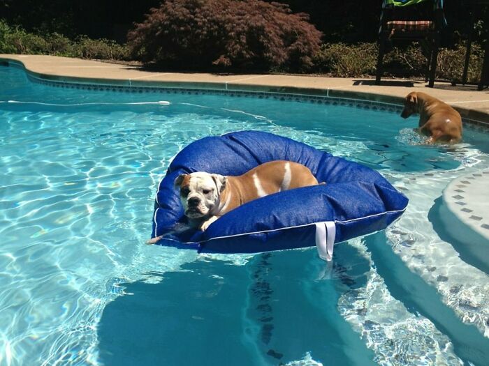 It Was Hot, And She Doesn't Actually Like To Swim, So She Rafts