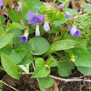 rachaeloverweg avatar