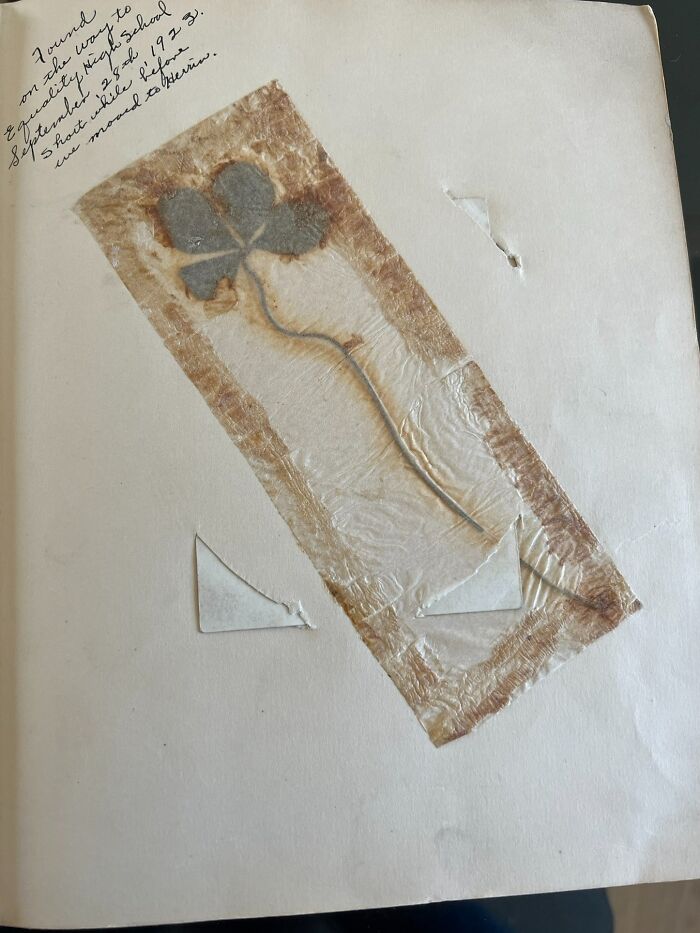 Trébol de 4 hojas que mi bisabuela encontró en 1922, prensado en su diario