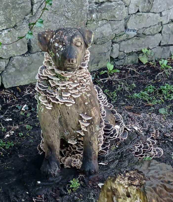 Escultura de madera en forma de perro con un montón de hongos