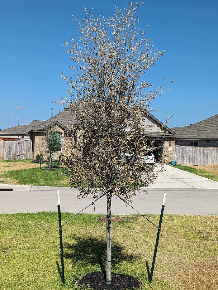 Young Live Oak Tree Went From Very Healthy Dark Green To Completely Crispy Brown In 4 Days