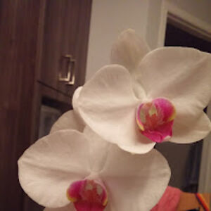 valerieaubindumas avatar