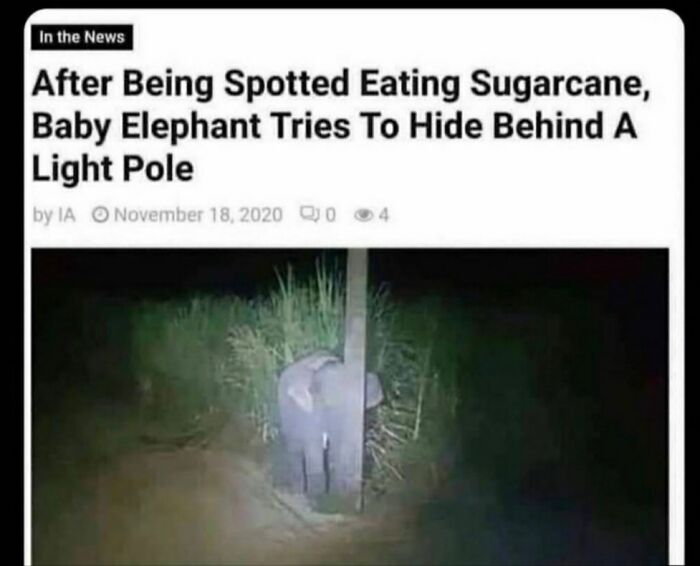 Blessed Elephant