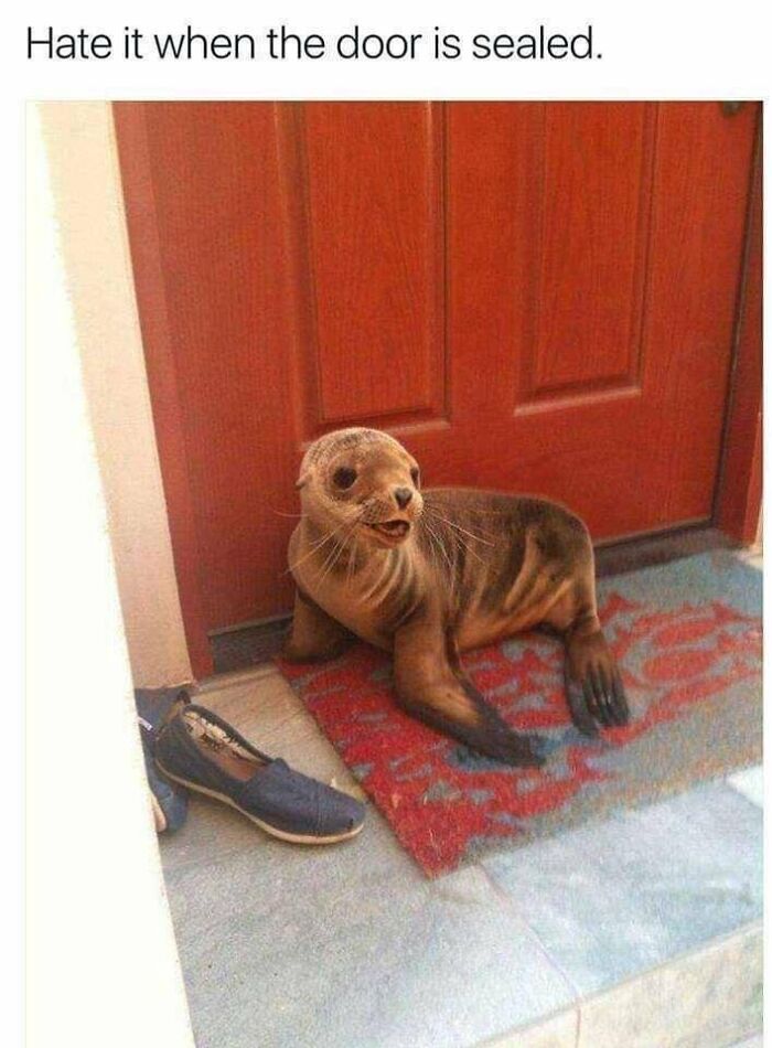 Blessed_seal