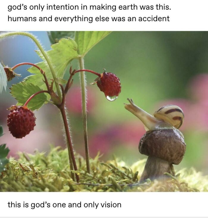Blessed Snail Wants The Blessed Dewdrop