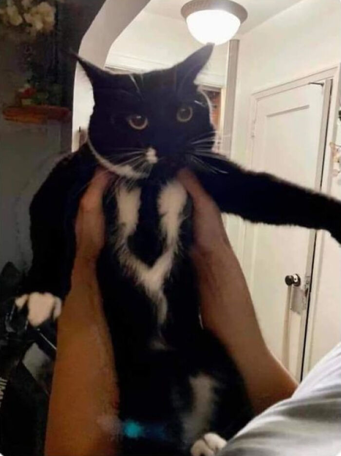 Blessed Suit Cat
