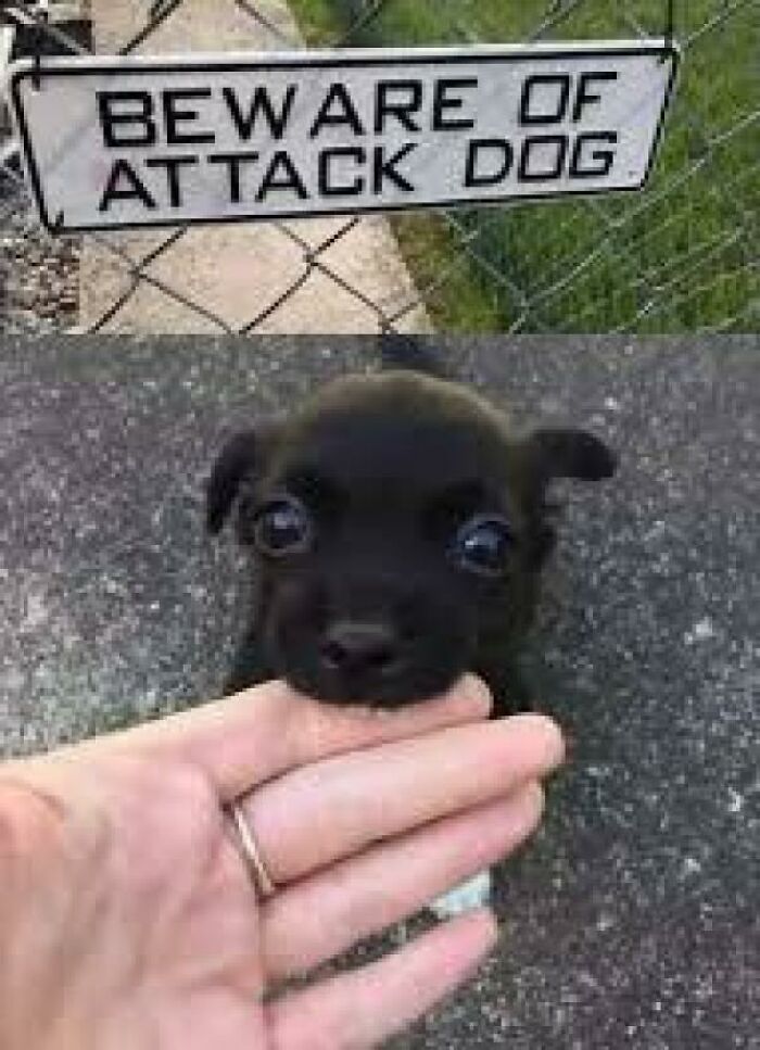 Blessed Attack Dog