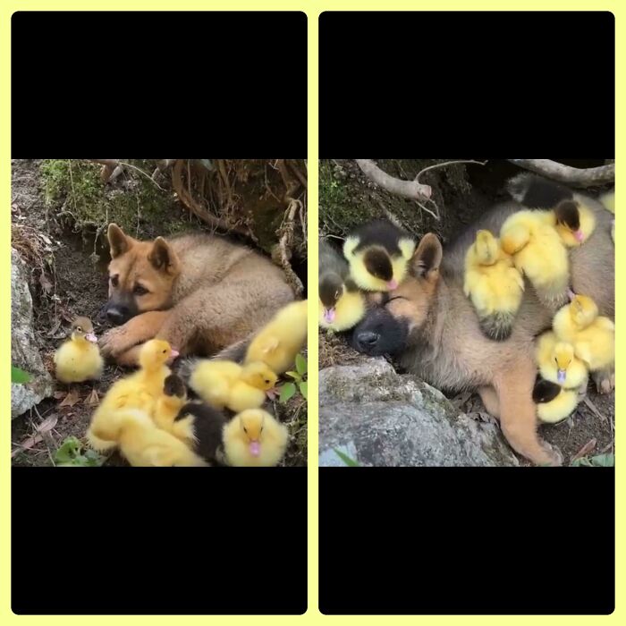 Blessed_ Friends 🐥🐶🐥